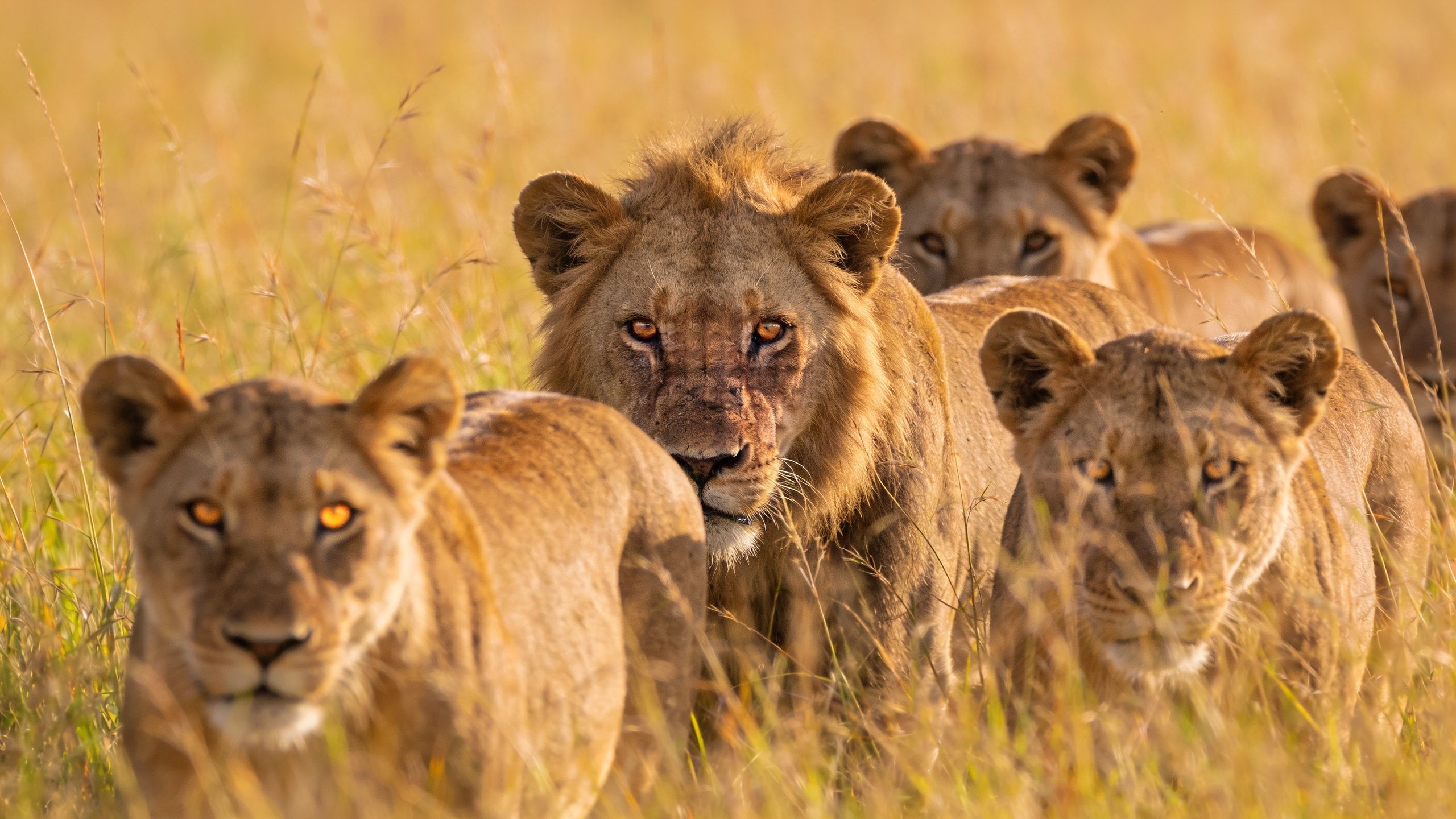 A pride of lions, including a male with a dark mane, walking through tall savannah grass.